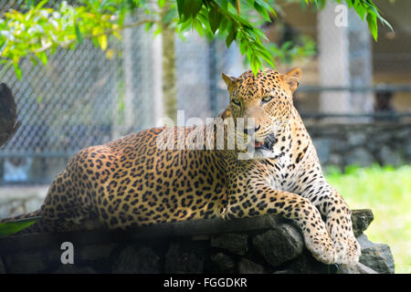 Sri Lanka endemisch Leopard in Pinnawala Open Air Zoo In Sri Lanka Stockfoto