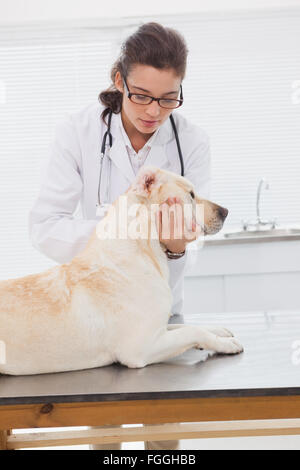 Tierarzt untersucht eine niedliche labrador Stockfoto