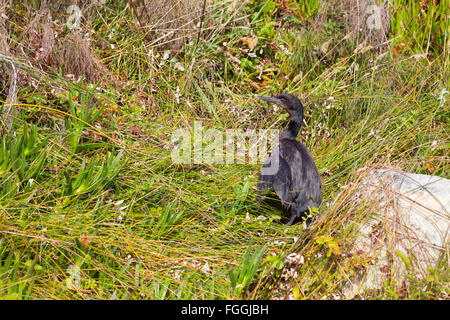 Wasservögel Vogel mit einem gebrochenen Flügel am Strand in einigen Dünengras zu verletzen. Stockfoto