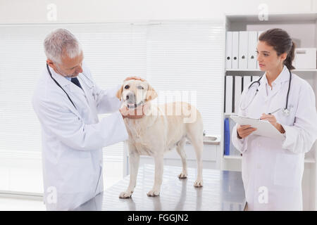 Tierarzt-Kollegen untersuchen einen Hund Stockfoto