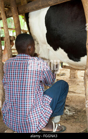 Landwirt Milchkuh von hand Melken. Uganda. Stockfoto