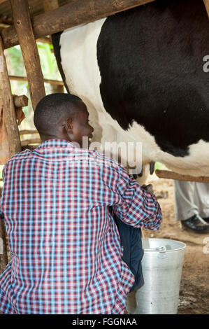 Landwirt Milchkuh von hand Melken. Uganda. Stockfoto