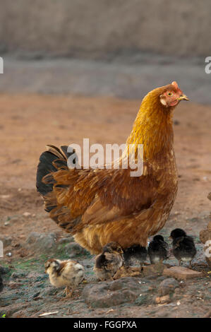 Henne mit Küken kratzen um auf einen Schmutz-Hof, Uganda nach Nahrung. Stockfoto