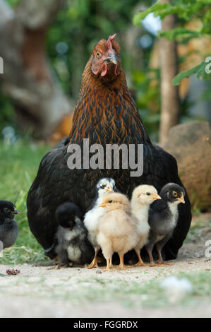 Glucke mit jungen Küken unter ihr versteckt. Uganda. Stockfoto