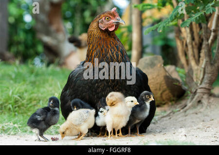 Glucke mit jungen Küken unter ihr versteckt. Uganda. Stockfoto