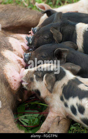 Sauen lassen die Ferkel säugen, Milch. Uganda. Stockfoto