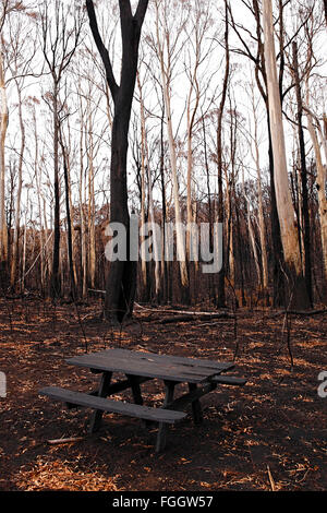 Australische bush Brandschaden, australische Bush fire Nachwirkungen, Post australische Bush Feuer, Stockfoto