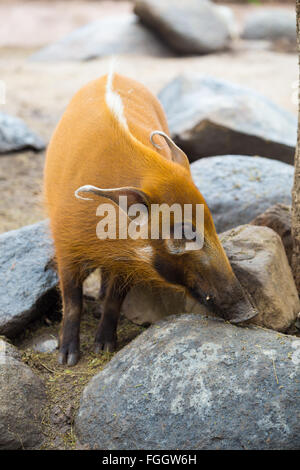 Wildschwein mit eine orange Farbe auf Sand und Felsen. Stockfoto