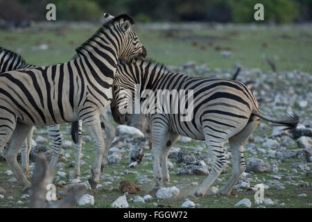 Zebra, zwei Tiere sparring Stockfoto