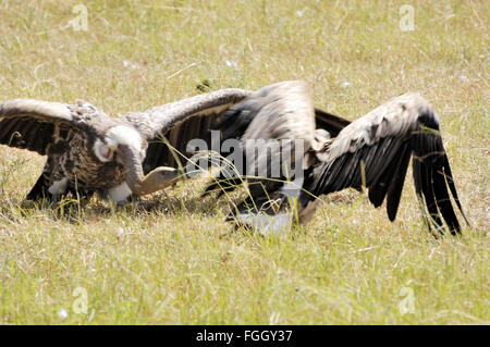 Weiß gesichert Geier ernähren sich von Toten Gnus Bekämpfung Stockfoto