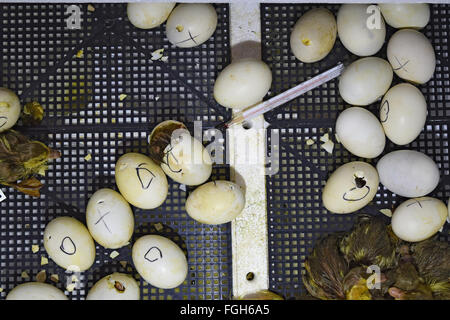 Ausbrüten von Eiern von Entenküken einer Moschus Ente im Inkubator. Anbau von Geflügel. Stockfoto