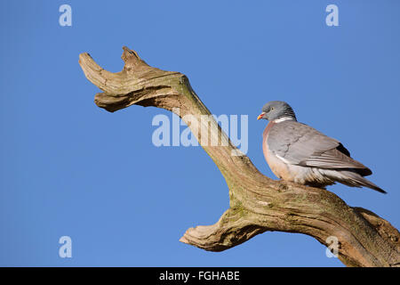 Ringeltaube Columba Palumbus thront in kleinen Wäldchen in der Nähe von Ackerland umgeben Stockfoto