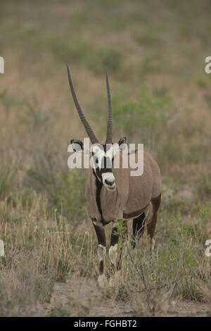 Oryx ist eine Gattung, bestehend aus vier großen Antilopenarten. Drei von ihnen sind in trockenen Gebieten von Afrika, und der Vierte zu t Stockfoto