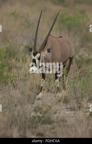 Oryx ist eine Gattung, bestehend aus vier großen Antilopenarten. Drei von ihnen sind in trockenen Gebieten von Afrika, und der Vierte zu t Stockfoto