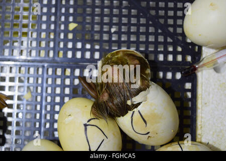 Ausbrüten von Eiern von Entenküken einer Moschus Ente im Inkubator. Anbau von Geflügel. Stockfoto