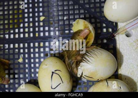 Ausbrüten von Eiern von Entenküken einer Moschus Ente im Inkubator. Anbau von Geflügel. Stockfoto