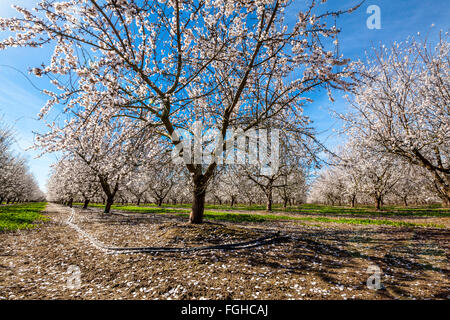 Ein Kalifornien Mandel Obstgarten in voller Blüte im Frühjahr 2016 im San Joaquin Valley in der Nähe von Modesto Stockfoto