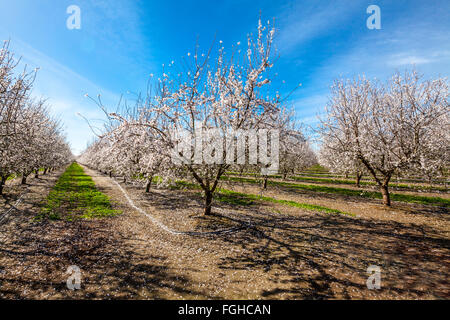 Ein Kalifornien Mandel Obstgarten in voller Blüte im Frühjahr 2016 im San Joaquin Valley in der Nähe von Modesto Stockfoto