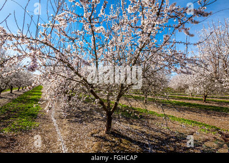 Ein Kalifornien Mandel Obstgarten in voller Blüte im Frühjahr 2016 im San Joaquin Valley in der Nähe von Modesto Stockfoto