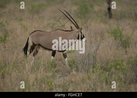 Oryx ist eine Gattung, bestehend aus vier großen Antilopenarten. Drei von ihnen sind in trockenen Gebieten von Afrika, und der Vierte zu t Stockfoto