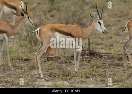 Der springbock ist ein mittelständisches braune und weiße Antilope - Gazelle des südwestlichen Afrika. es ist sehr schnell und kann Spee erreichen. Stockfoto