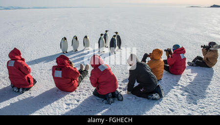 Eine Gruppe von Menschen fotografieren Kaiserpinguine auf Ross Island, Antarktis. Stockfoto