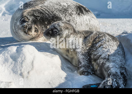 Eine Neugeborene Weddell seal Pup und seine Mutter auf dem Eis des McMurdo-Sund. Stockfoto