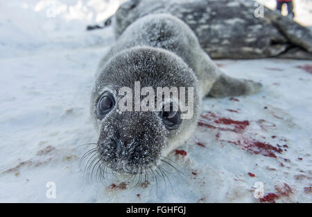 Eine Neugeborene Weddell seal Pup und seine Mutter auf dem Eis des McMurdo-Sund. Stockfoto