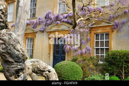 Wisteria in der Blüte auf Iford Manor in der Nähe von Bath, Großbritannien Stockfoto