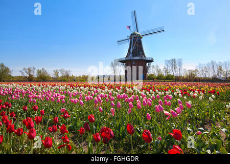 Eine authentische hölzerne Windmühle aus den Niederlanden erhebt sich hinter einem Feld von Tulpen in Holland Michigan im Frühling. Stockfoto