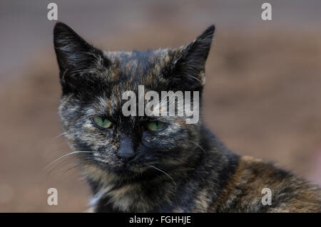 Schwarze und graue Katze mit einem ungewöhnlichen Ausdruck auf seinem Gesicht Stockfoto