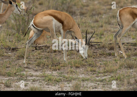 Der springbock ist ein mittelständisches braune und weiße Antilope - Gazelle des südwestlichen Afrika. es ist sehr schnell und kann Spee erreichen. Stockfoto