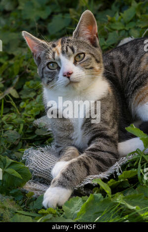 Katze in der Wiese, auf der Suche nach oben mit einem ungewöhnlichen neugierig Ausdruck auf seinem Gesicht entspannen Stockfoto