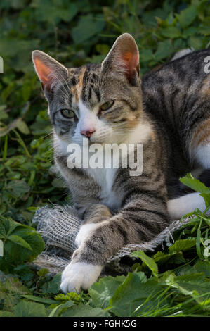 Katze in den Rasen mit einem ungewöhnlichen friedlichen Ausdruck auf seinem Gesicht entspannen Stockfoto