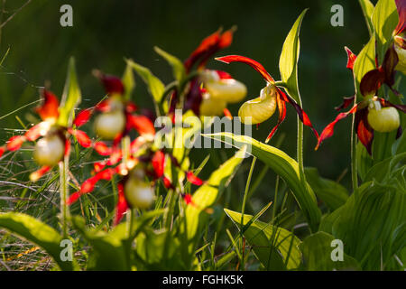 Eine Gruppe von Frauenschuhorchideen in voller Blüte im Mai Querformat Stockfoto