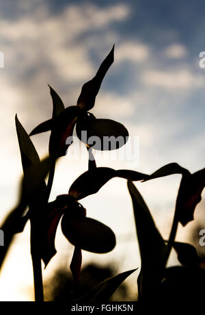 Damenschuh Orchidee in voller Blüte im Frühling, Silhouette vor bewölktem Himmel, Porträtorientierung Stockfoto