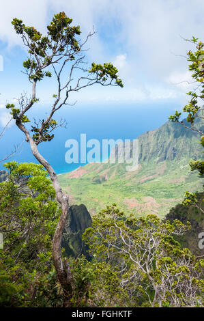 Blick auf das Kalalau Valley und die Na Pali Küste von Pu'u O Kila Lookout an der Spitze der Pihea Trail, Kauai, Hawaii. Stockfoto