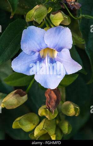 Blaue Skyflower (Thunbergia Grandiflora) auf Kauai, Hawaii. Stockfoto