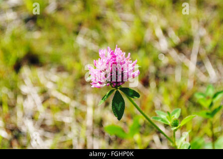 Wildes Rosa Klee Blüte wächst in einem Feld Stockfoto