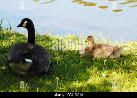 Mutter und Baby Verlegung im Schatten weiter an einen Teich Stockfoto