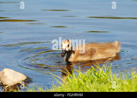 Kanadische Gosling schwimmen in einem Teich Stockfoto