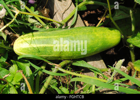 Frische Bio-Gurken wachsen im Sommergarten Stockfoto