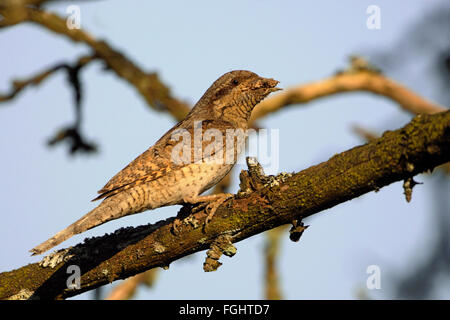 Eurasian Wryneck / Wendehals ( Jynx torquilla ) mit Ameiseneiern im Schnabel, vorsichtig vor der Fütterung seiner Nachkommen USA, Stockfoto