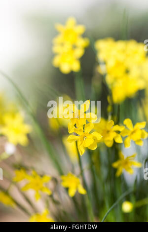 Narcissus Cordubensis wächst in einer geschützten Umgebung. Stockfoto