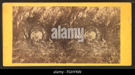 Ein Foto aus der Robert N. Dennis-Sammlung, das eine Gruppe von Menschen zeigt, die sich unter moosbedeckten Eichenbäumen versammelt haben und die Landschaft des Südens und das gesellige Zusammenkommen hervorhebt. Stockfoto