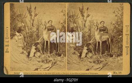 Frau M. A. Maxwell und einige der Tiere in ihrem Rocky Mountain Museum., aus Robert N. Dennis Sammlung von stereoskopischen Ansichten Stockfoto