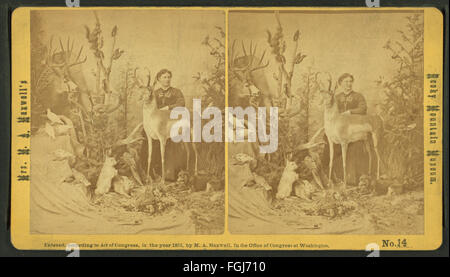 Frau M. A. Maxwell und einige der Tiere in ihrem Rocky Mountain Museum., aus Robert N. Dennis Sammlung von stereoskopischen Ansichten 2 Stockfoto