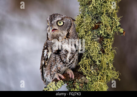 Östlichen Käuzchen sitzt auf einem Ast Flechten bedeckt. Stockfoto