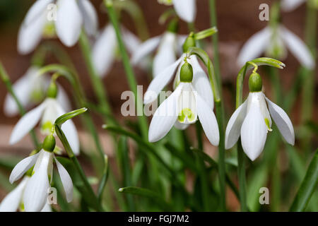 Häufige Schneeglöckchen Pflanze, auch bekannt als die Blume der Hoffnung in voller Blüte Stockfoto