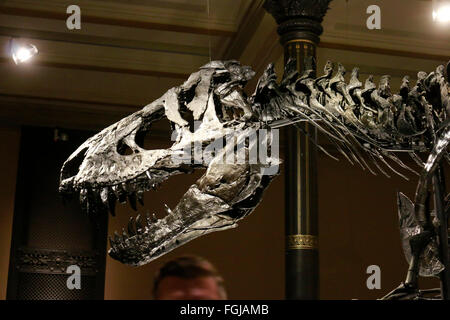 Das Skelett des Tyrannus Saurus Rex "Tristan Otto", Naturhistorische Museum, Berlin. Stockfoto